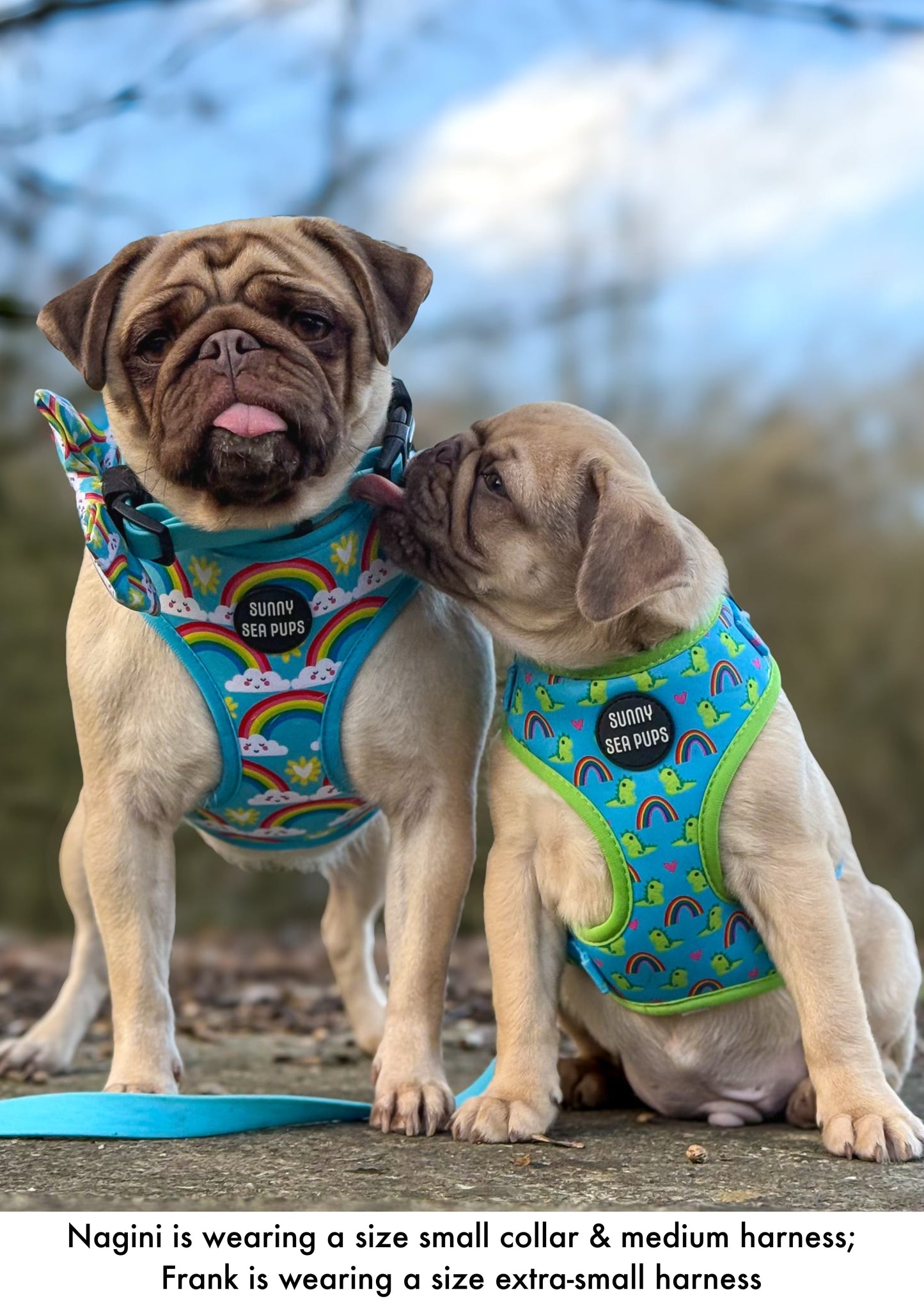 Chasing Rainbows - Adjustable Harness