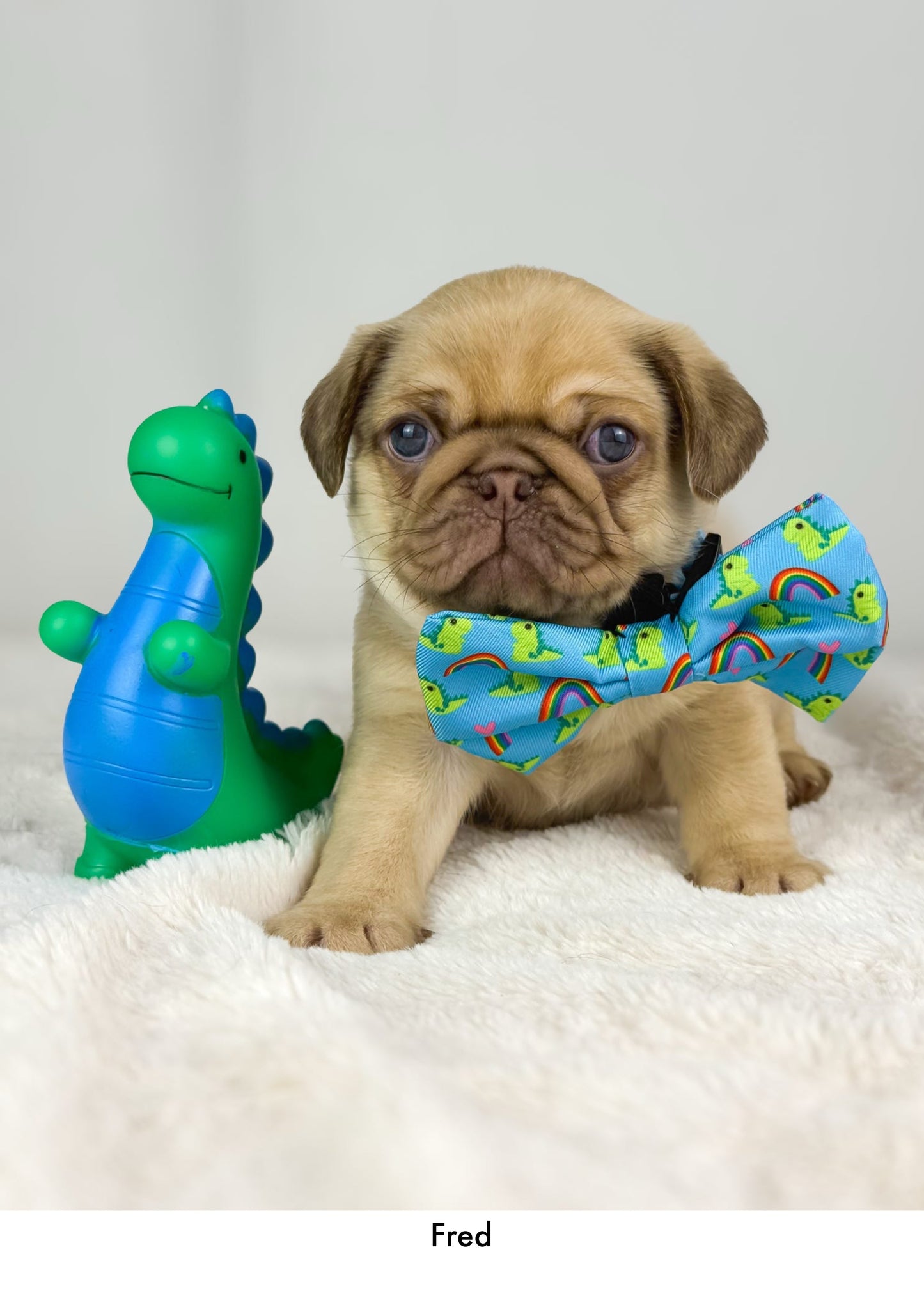 Lil Sea-Saurus - Bow Tie