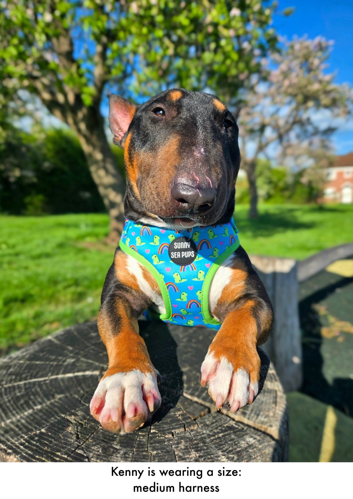 Lil Sea-Saurus - Adjustable Harness
