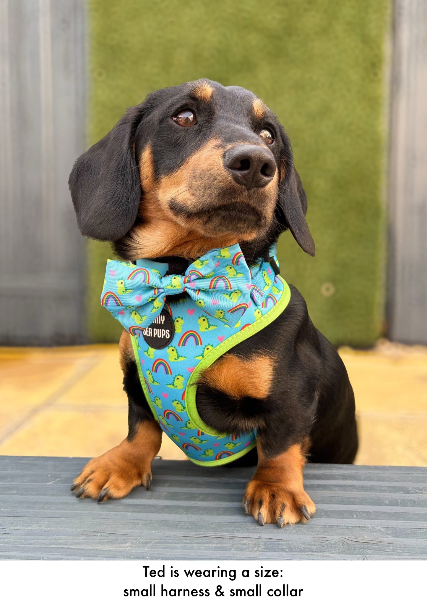 Lil Sea-Saurus - Adjustable Harness