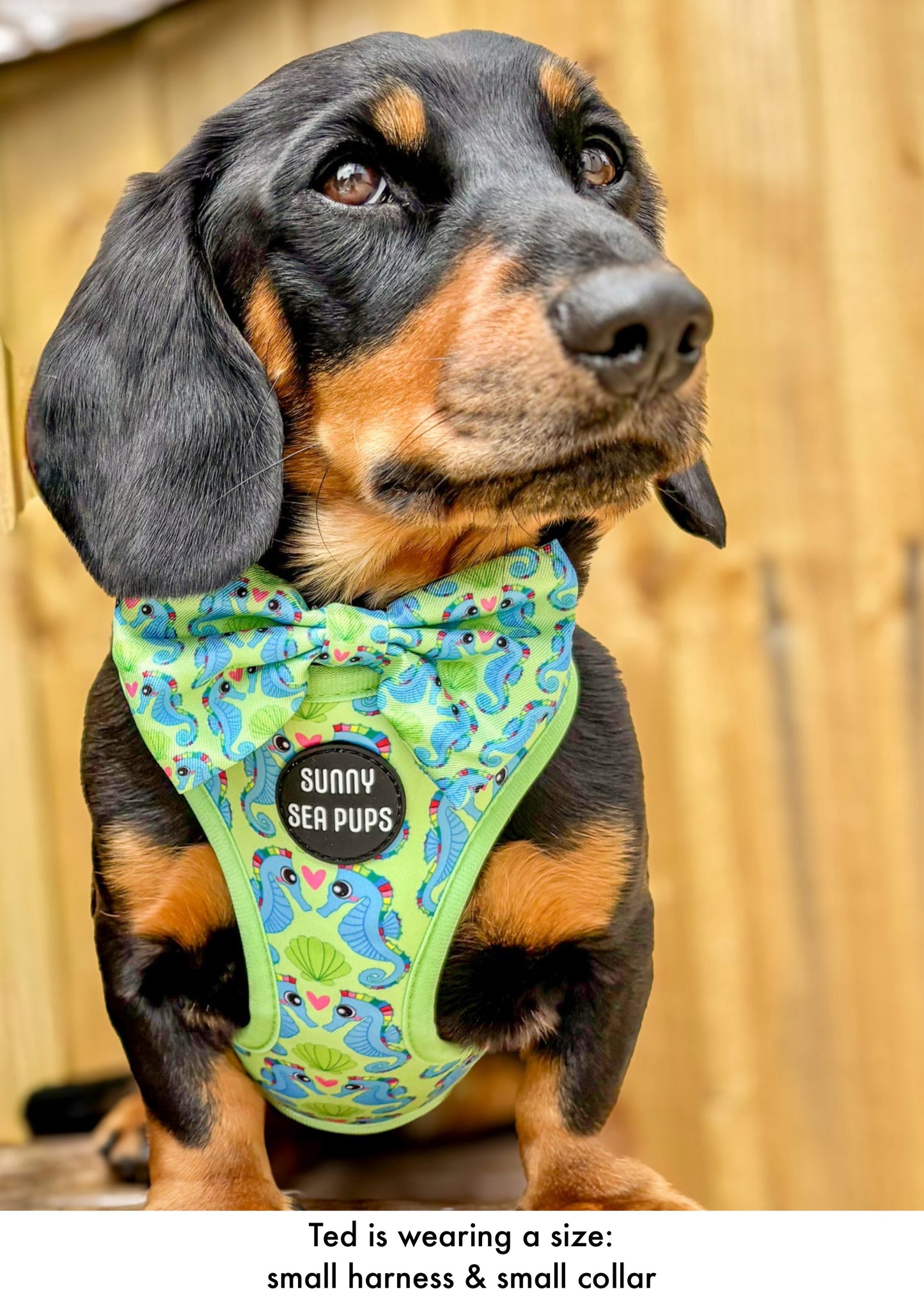 Sea-Pony Club
 - Bow Tie