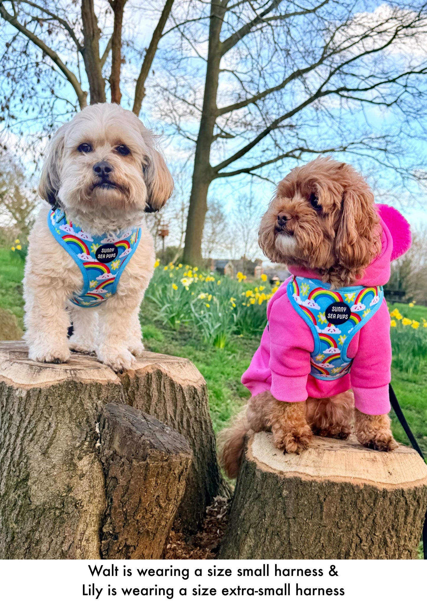 Chasing Rainbows - Adjustable Harness