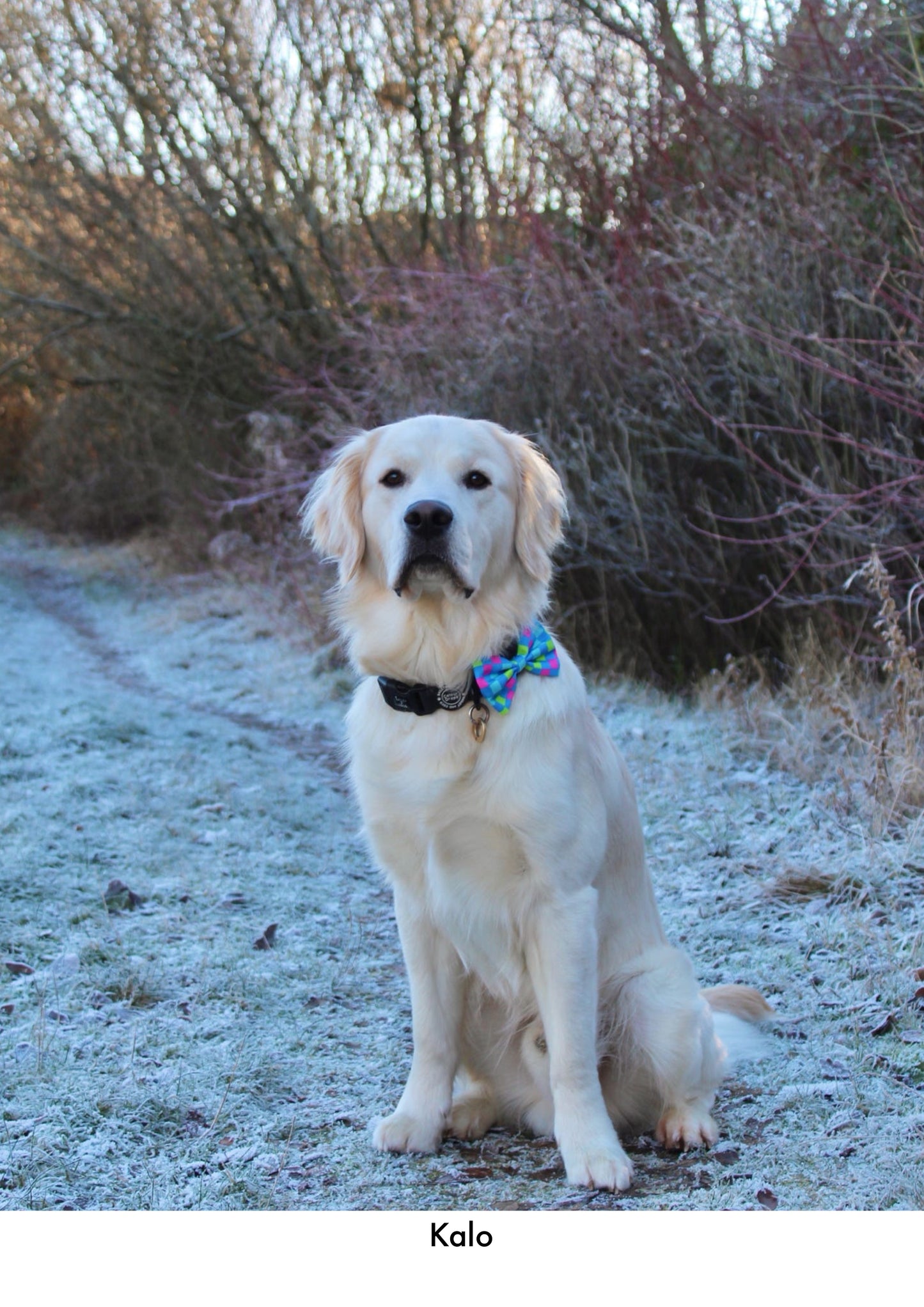 Check the Tides -  Bow Tie