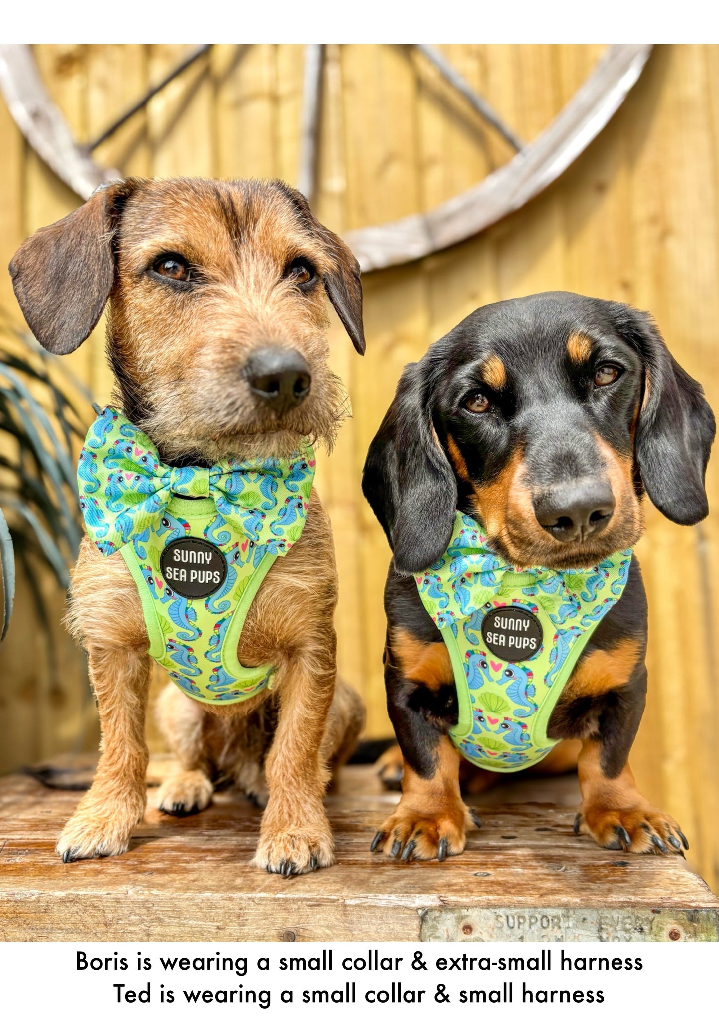 Sea-Pony Club
 - Bow Tie