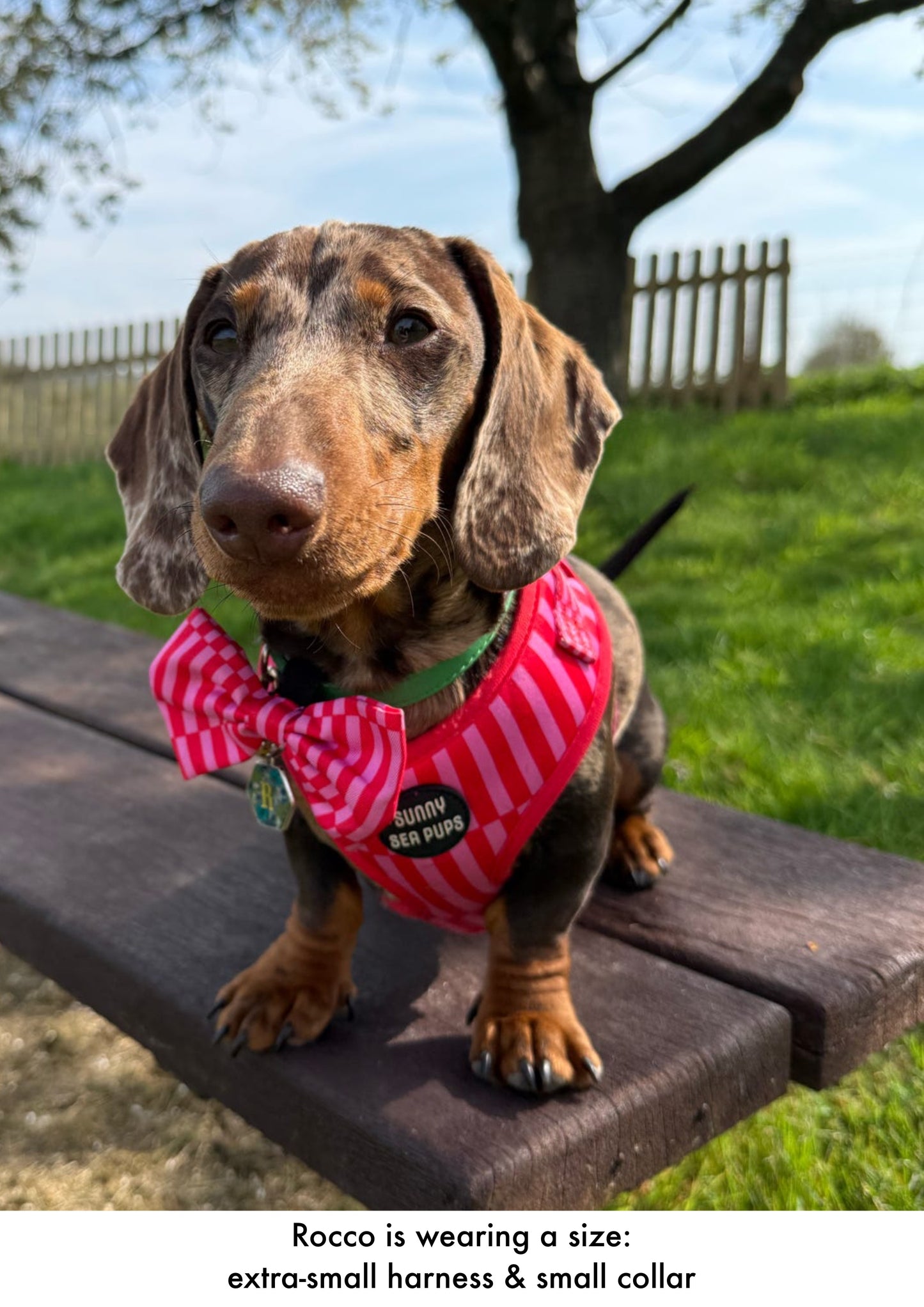 Blush Bay - Adjustable Harness