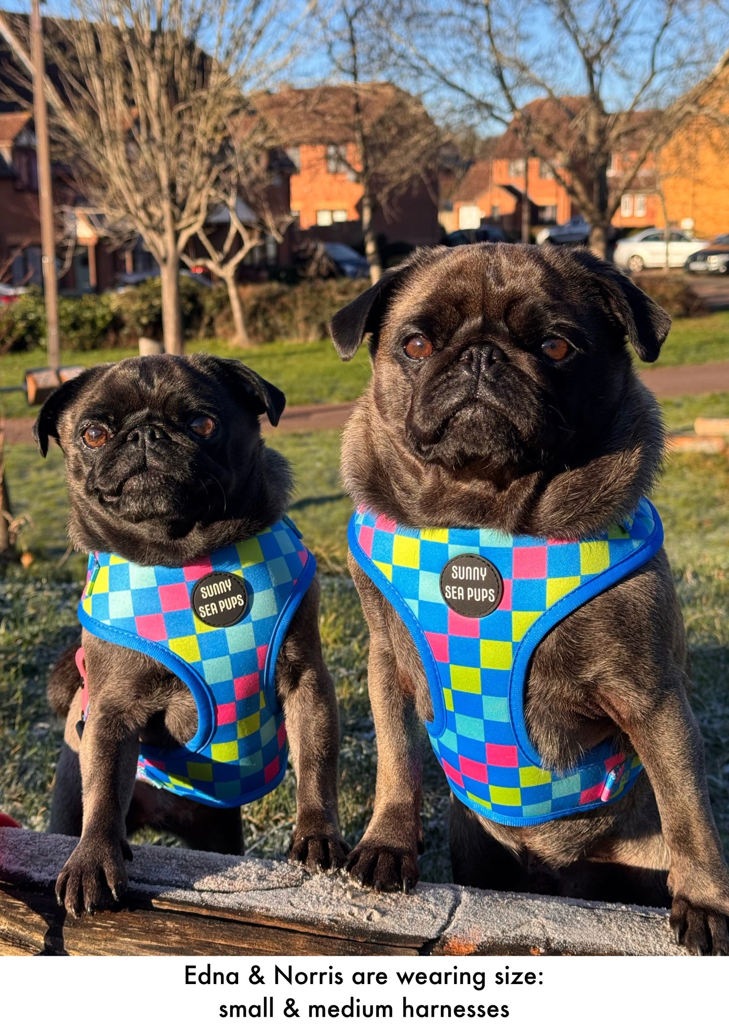 Check the Tides - Adjustable Harness