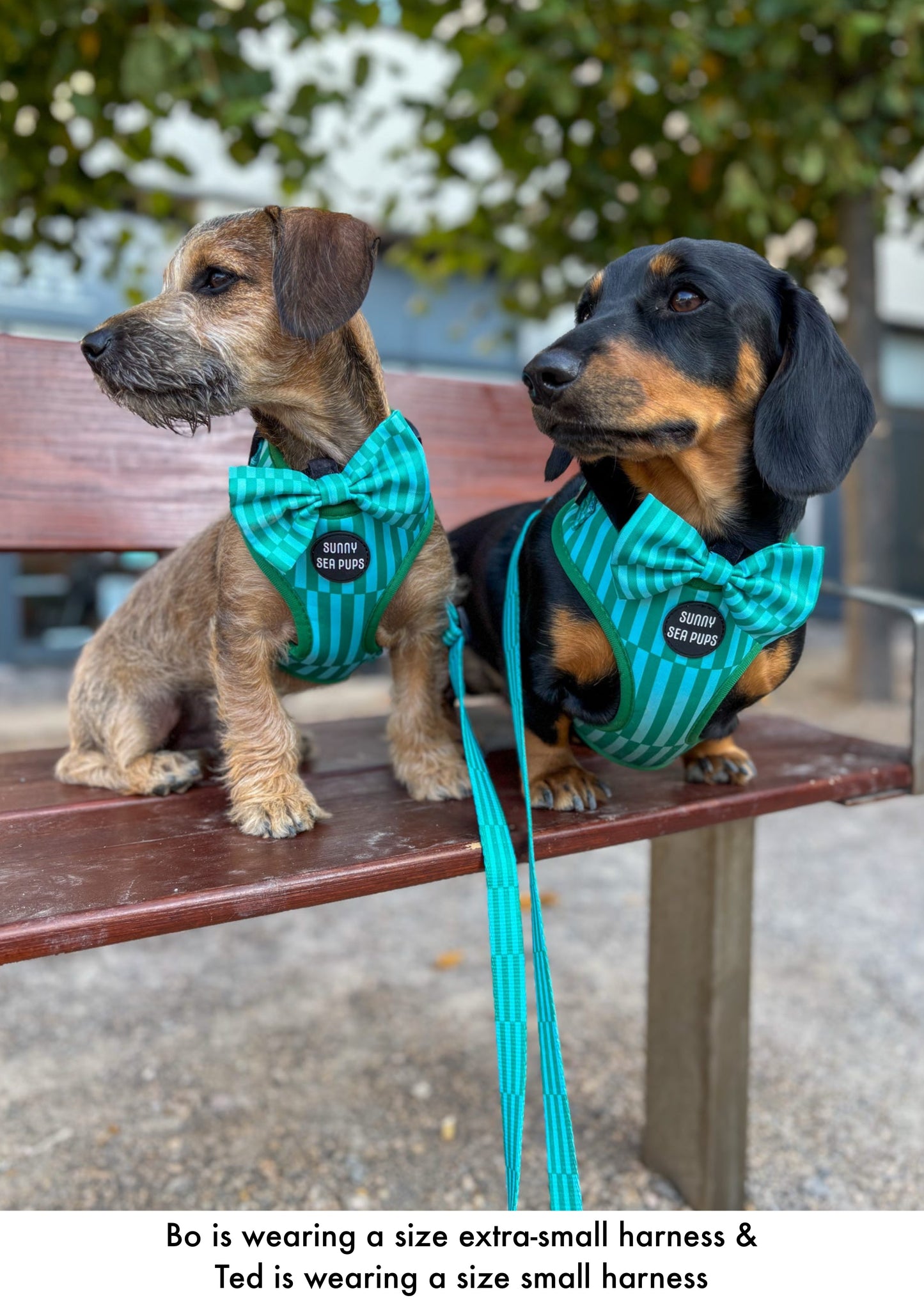 Coastal Calm - Adjustable Lead