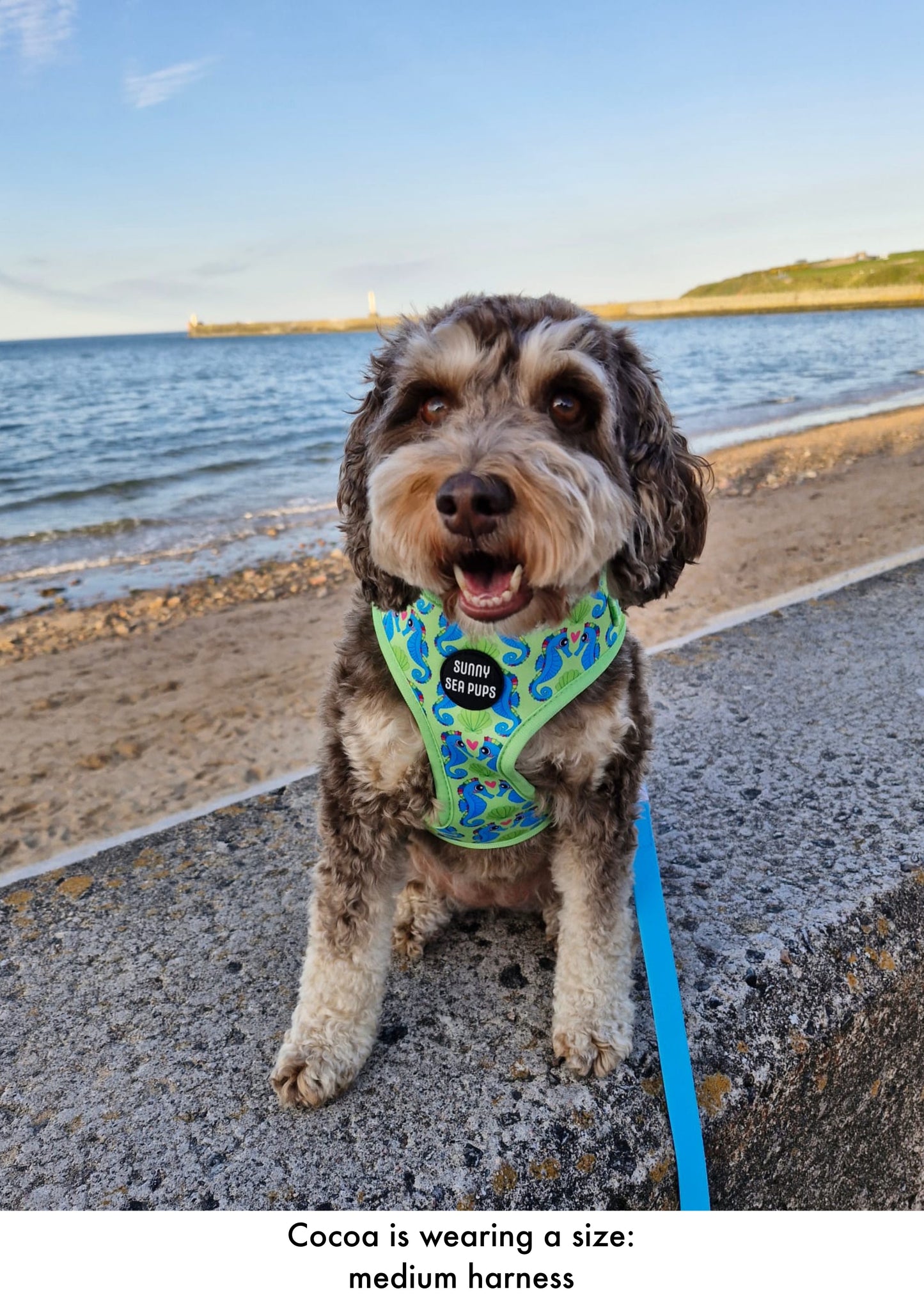 Sea-Pony Club
 - Adjustable Harness