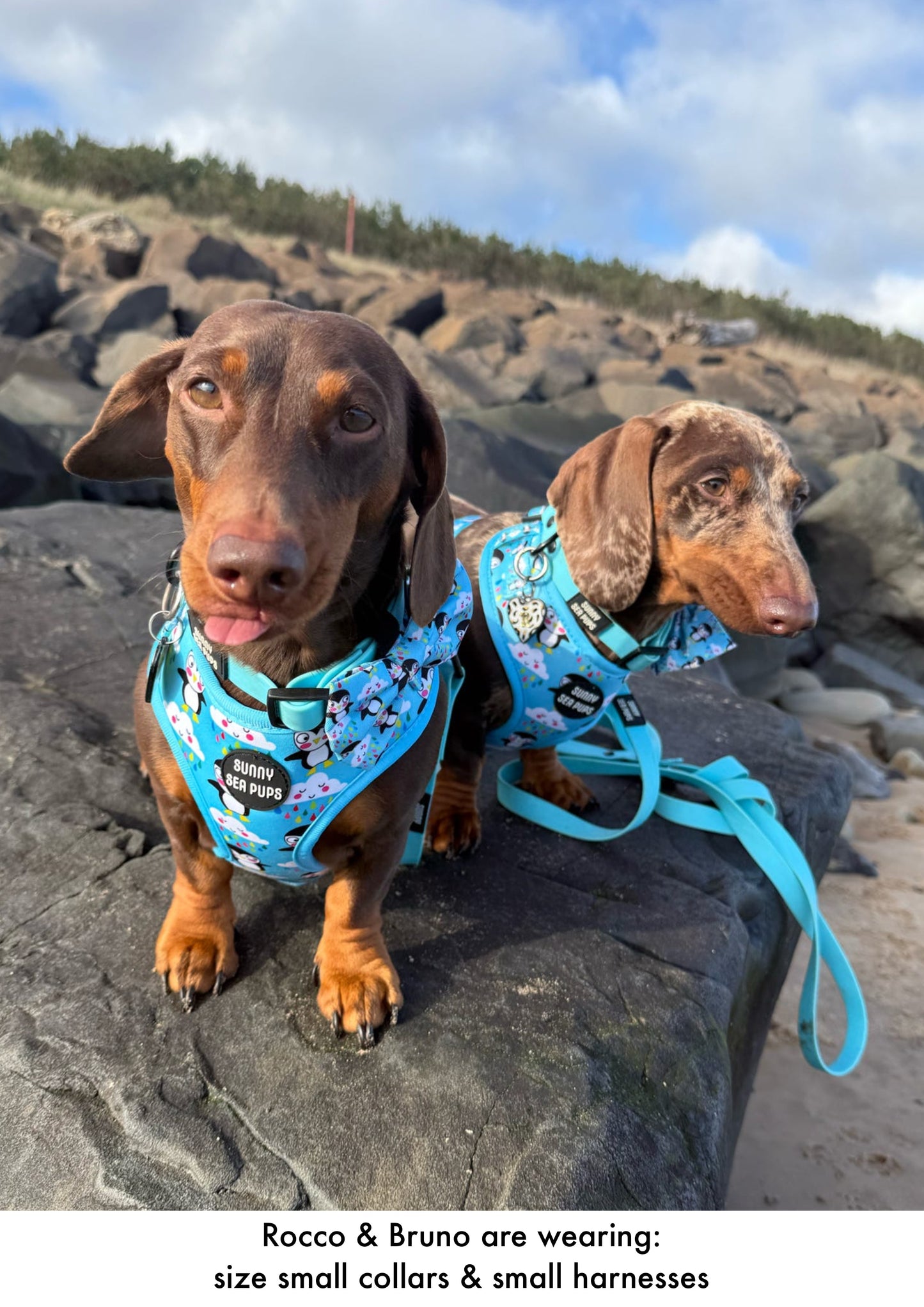 Lil Puddle Penguins - Adjustable Harness