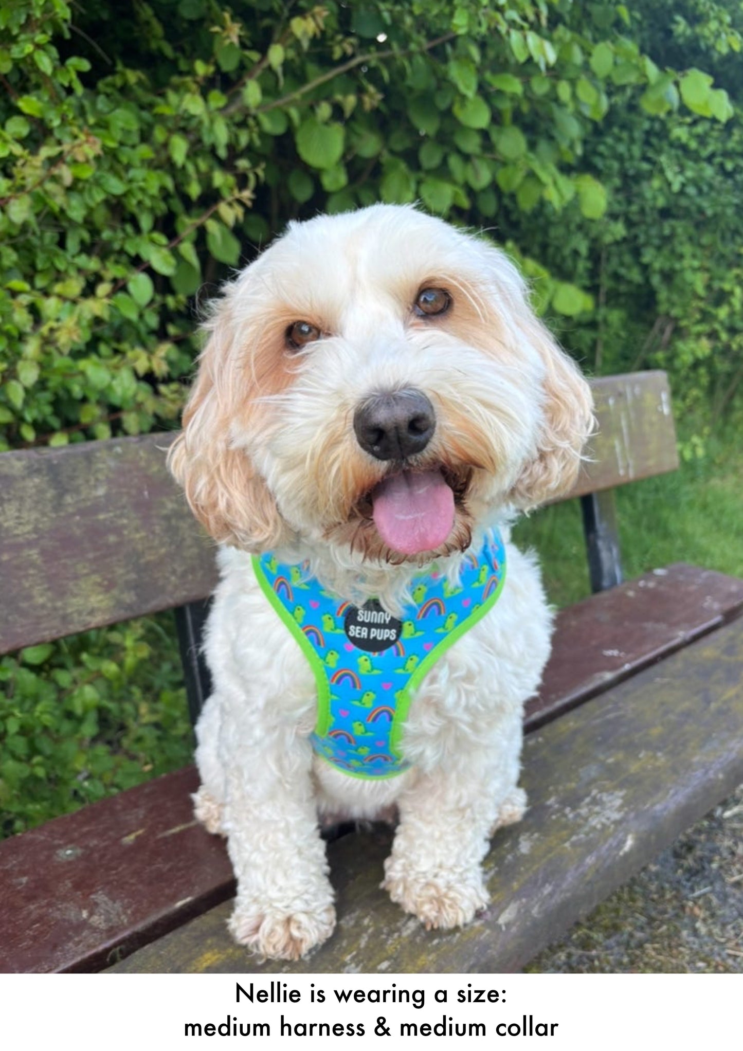 Lil Sea-Saurus - Adjustable Harness