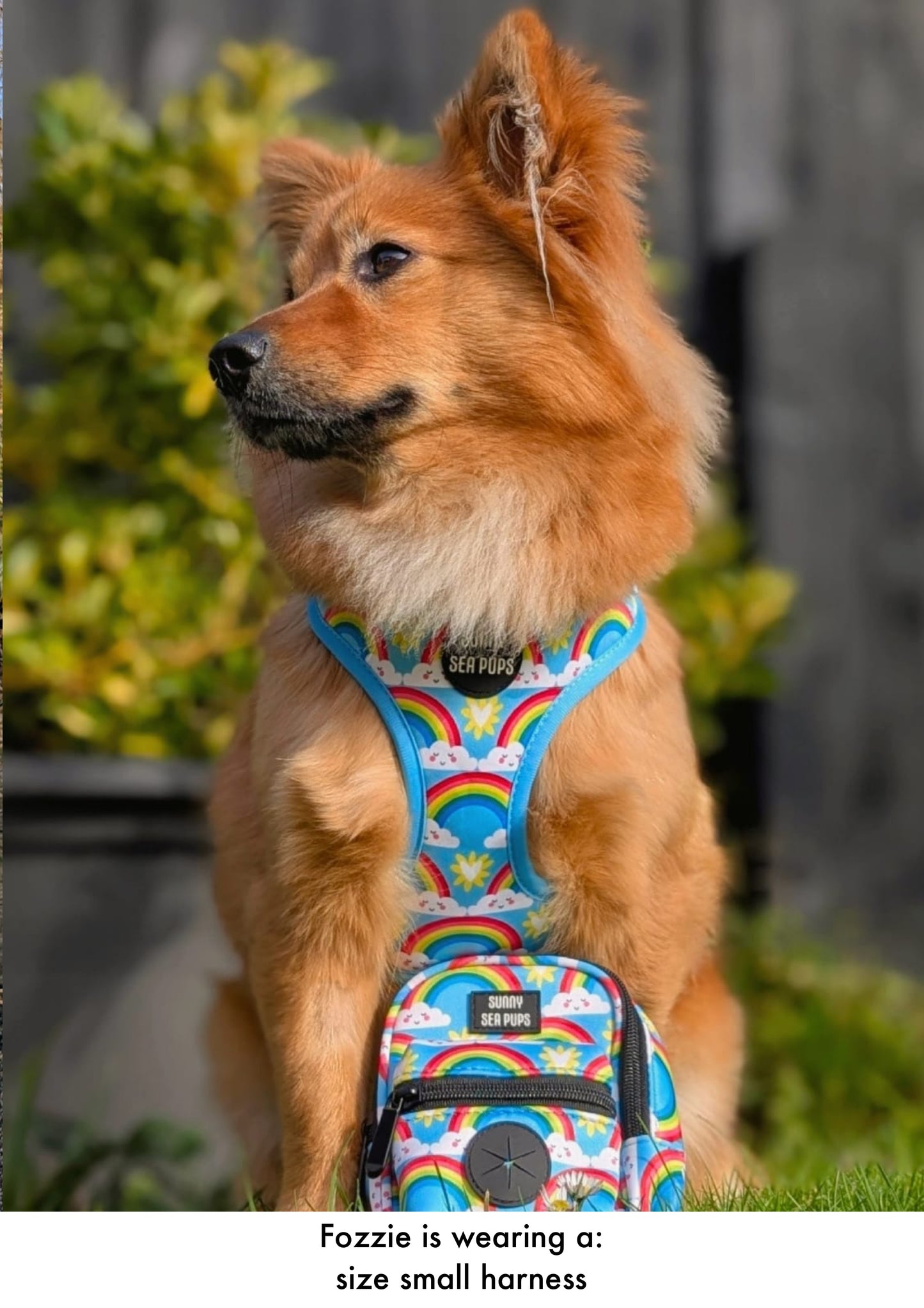 Chasing Rainbows - Adjustable Harness