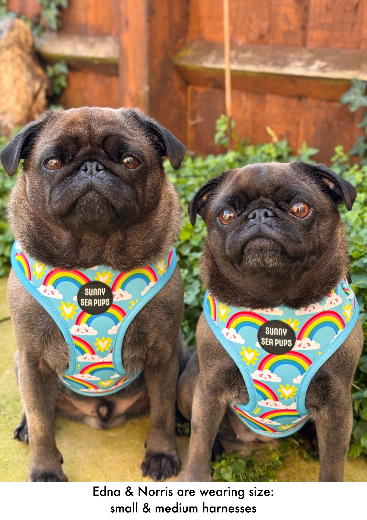 Chasing Rainbows - Adjustable Harness