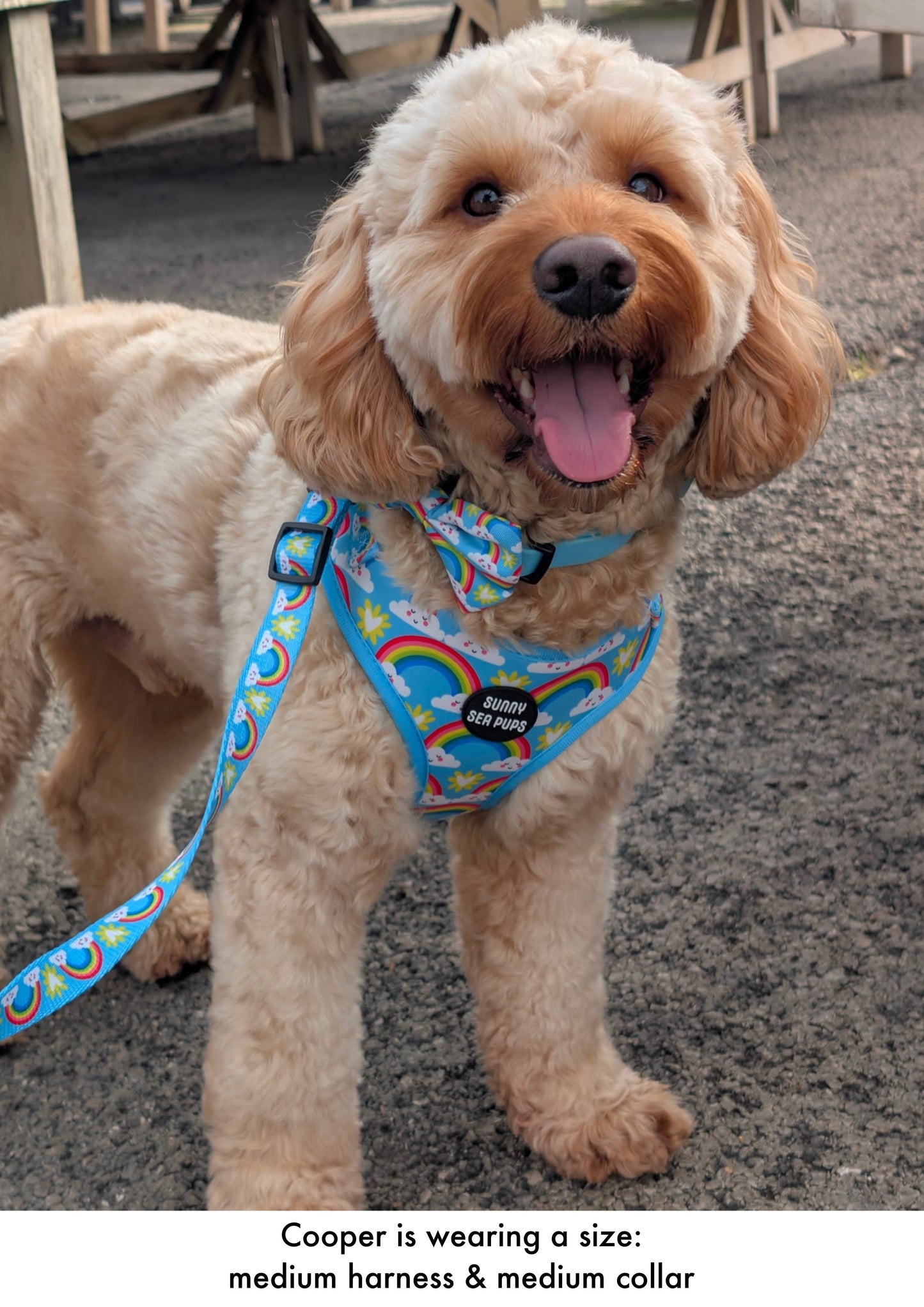Chasing Rainbows - Adjustable Harness