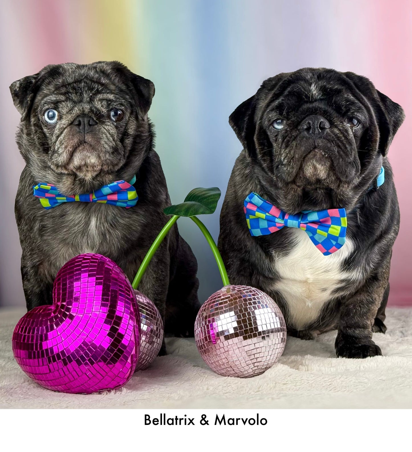 Check the Tides -  Bow Tie