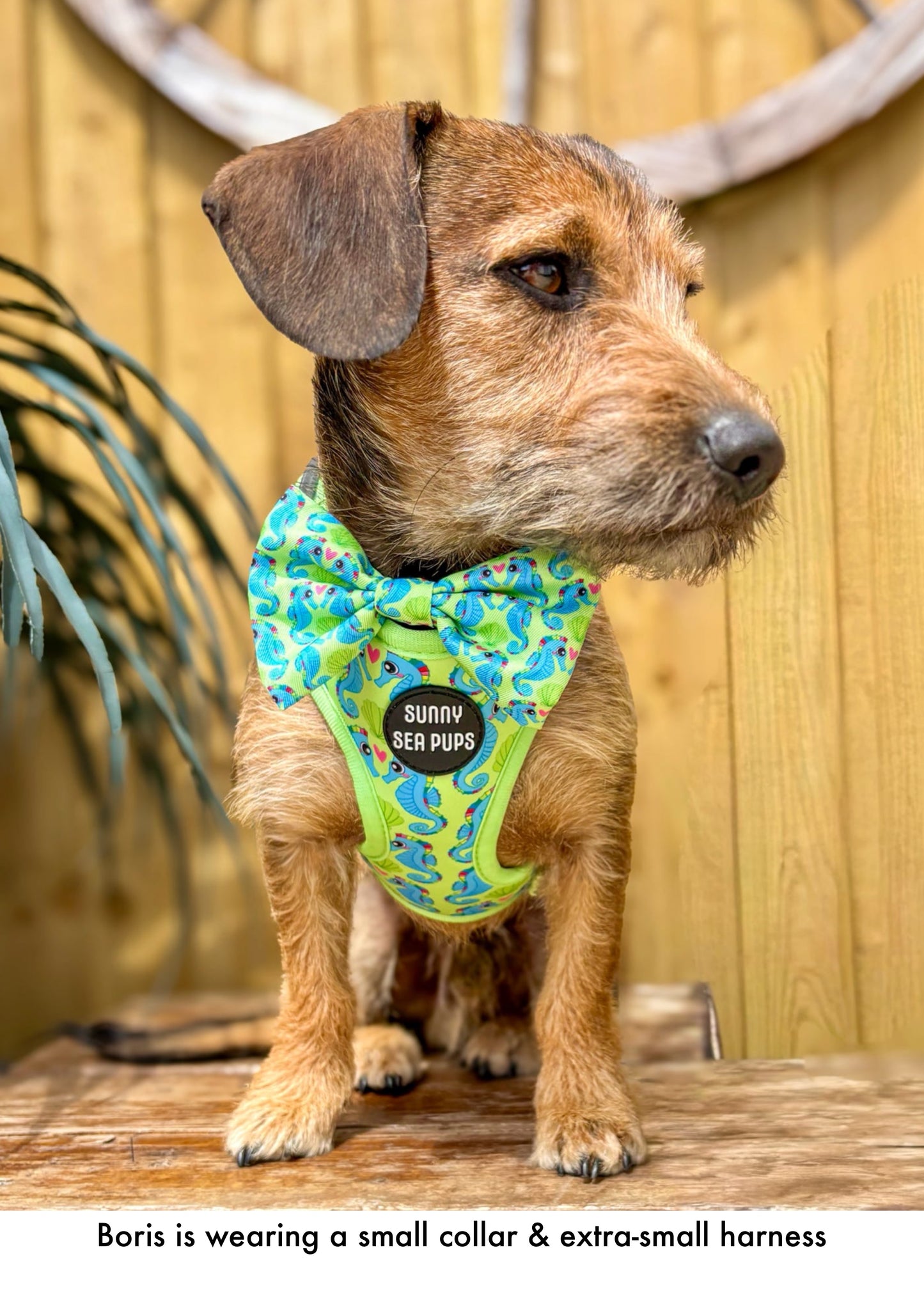 Sea-Pony Club
 - Bow Tie
