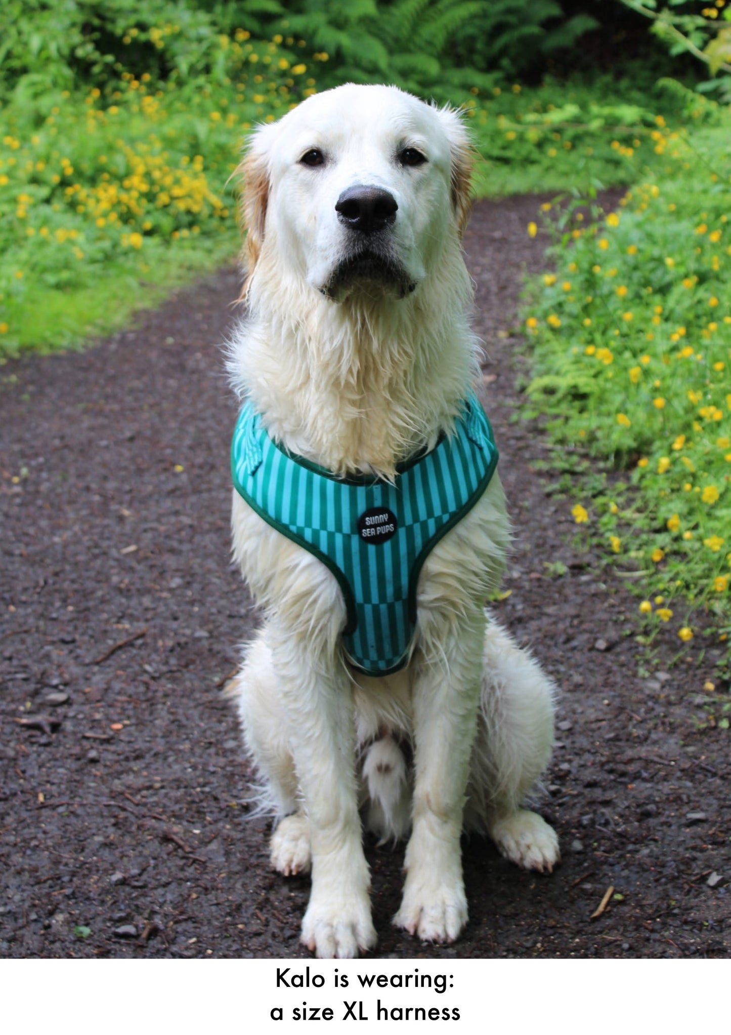 Coastal Calm - Adjustable Harness