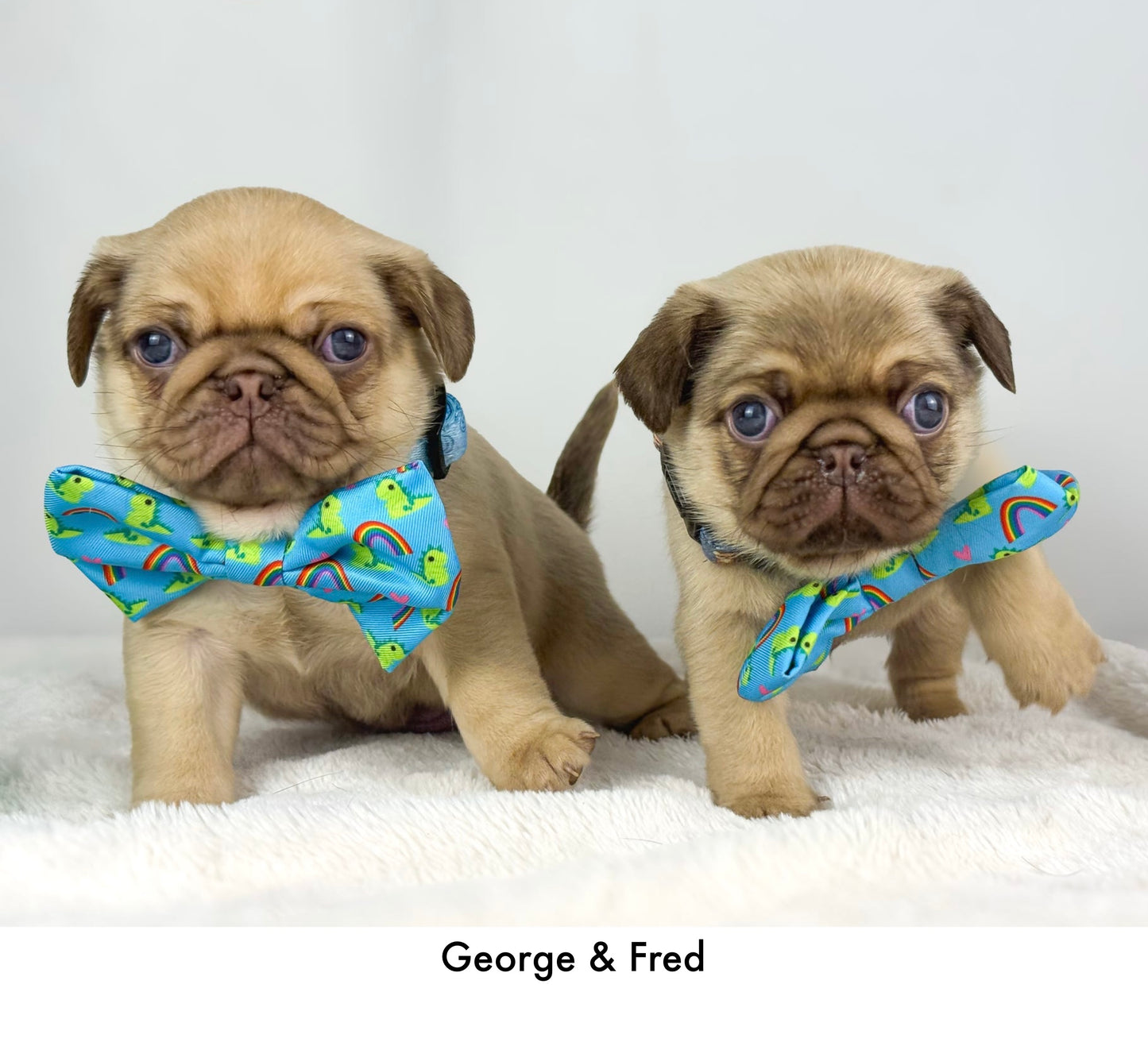 Lil Sea-Saurus - Bow Tie