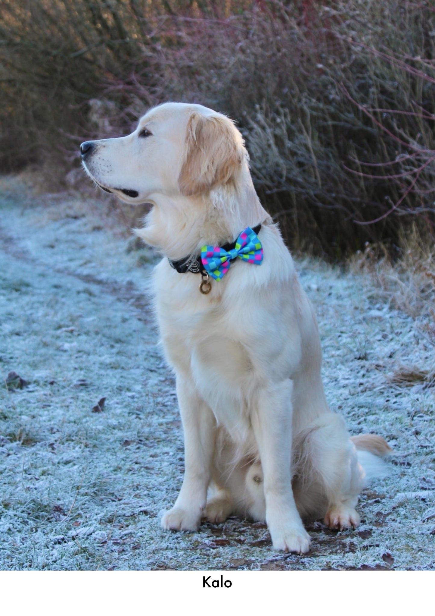 Check the Tides -  Bow Tie