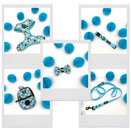 Lil Puddle Penguins - Bundle 1: Harness, Bow Tie, Tums & Bums Pouch, Waterproof Collar & Lead