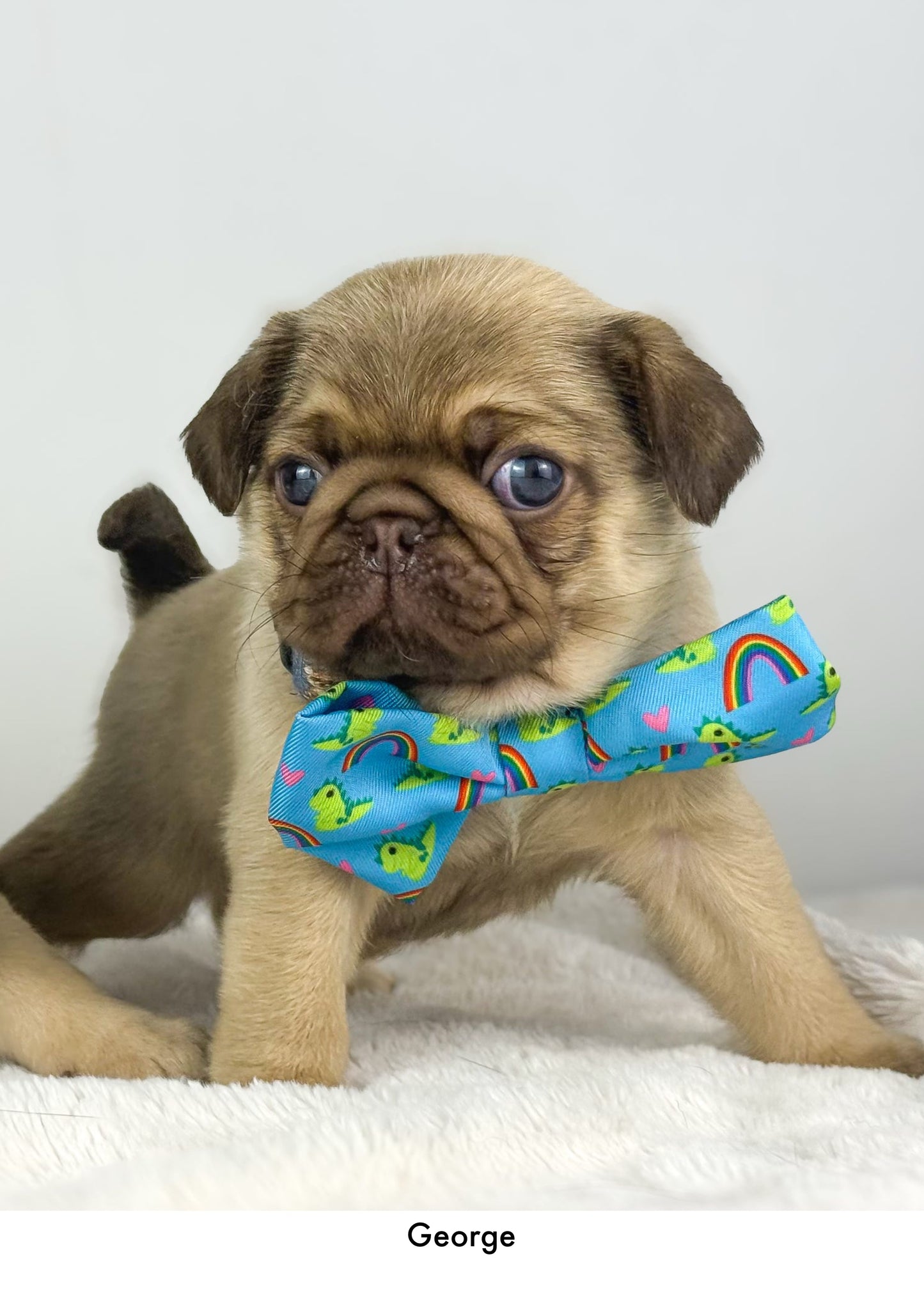 Lil Sea-Saurus - Bow Tie