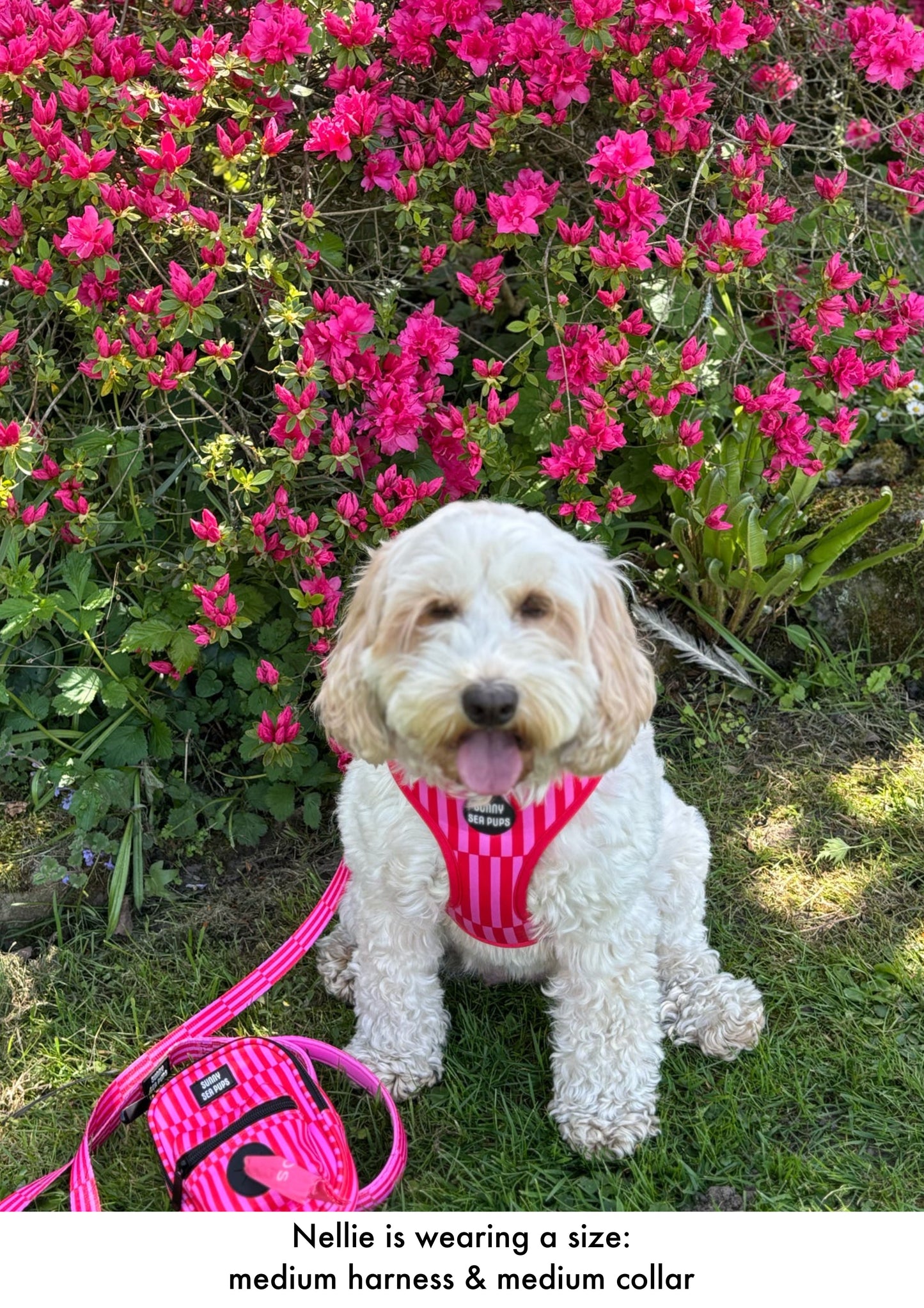 Blush Bay - Adjustable Harness