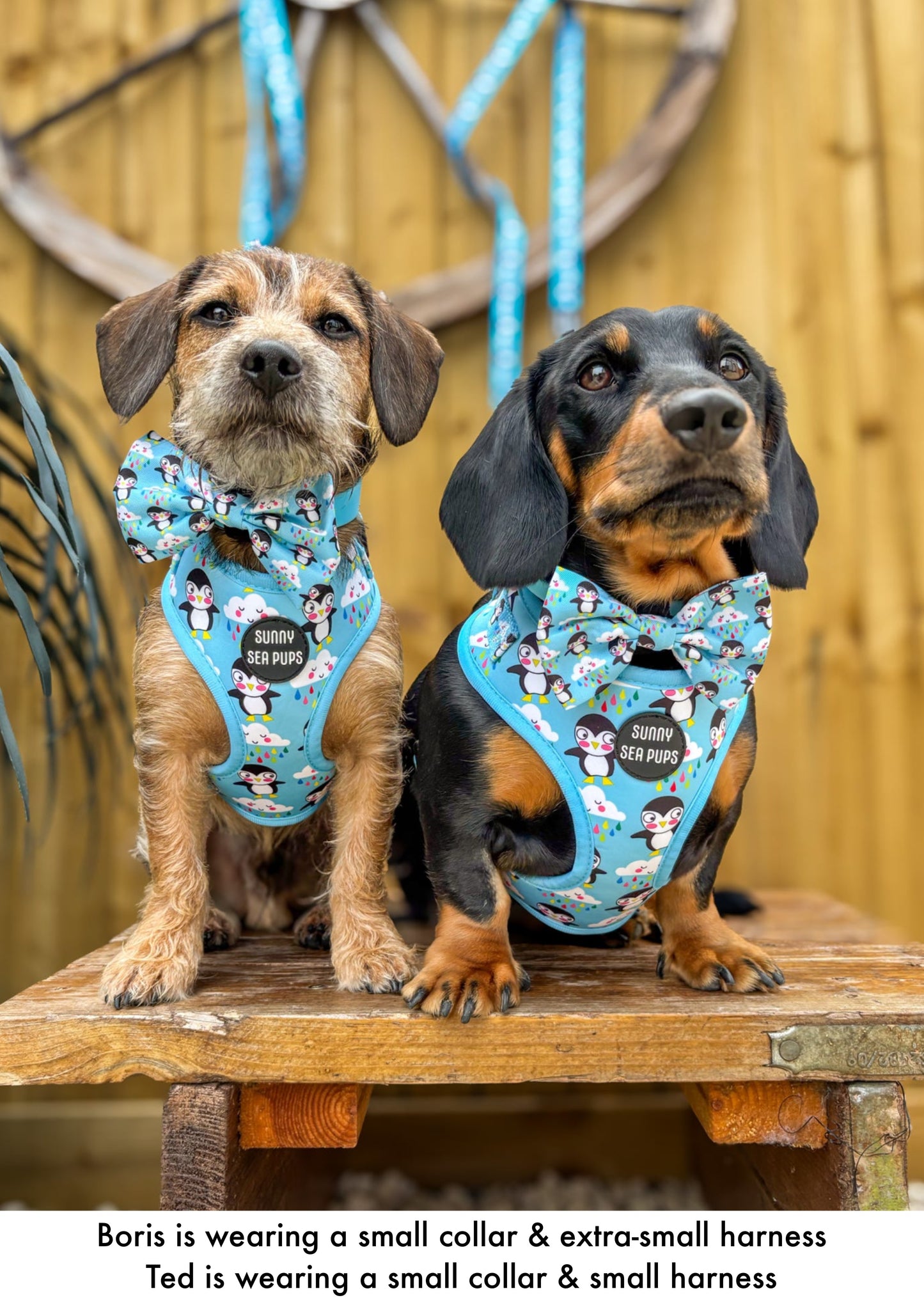 Lil Puddle Penguins - Adjustable Harness