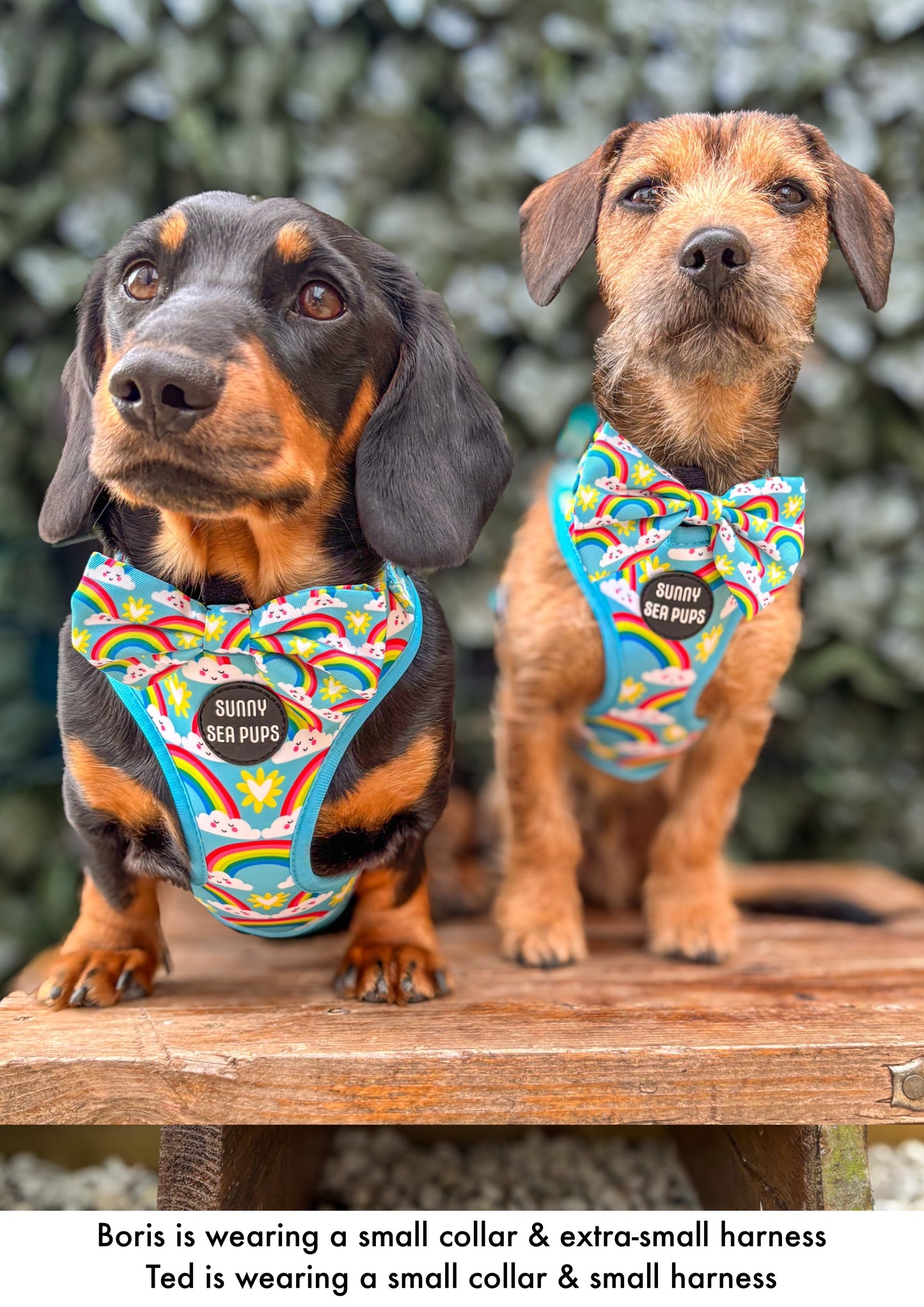 Chasing Rainbows - Adjustable Harness