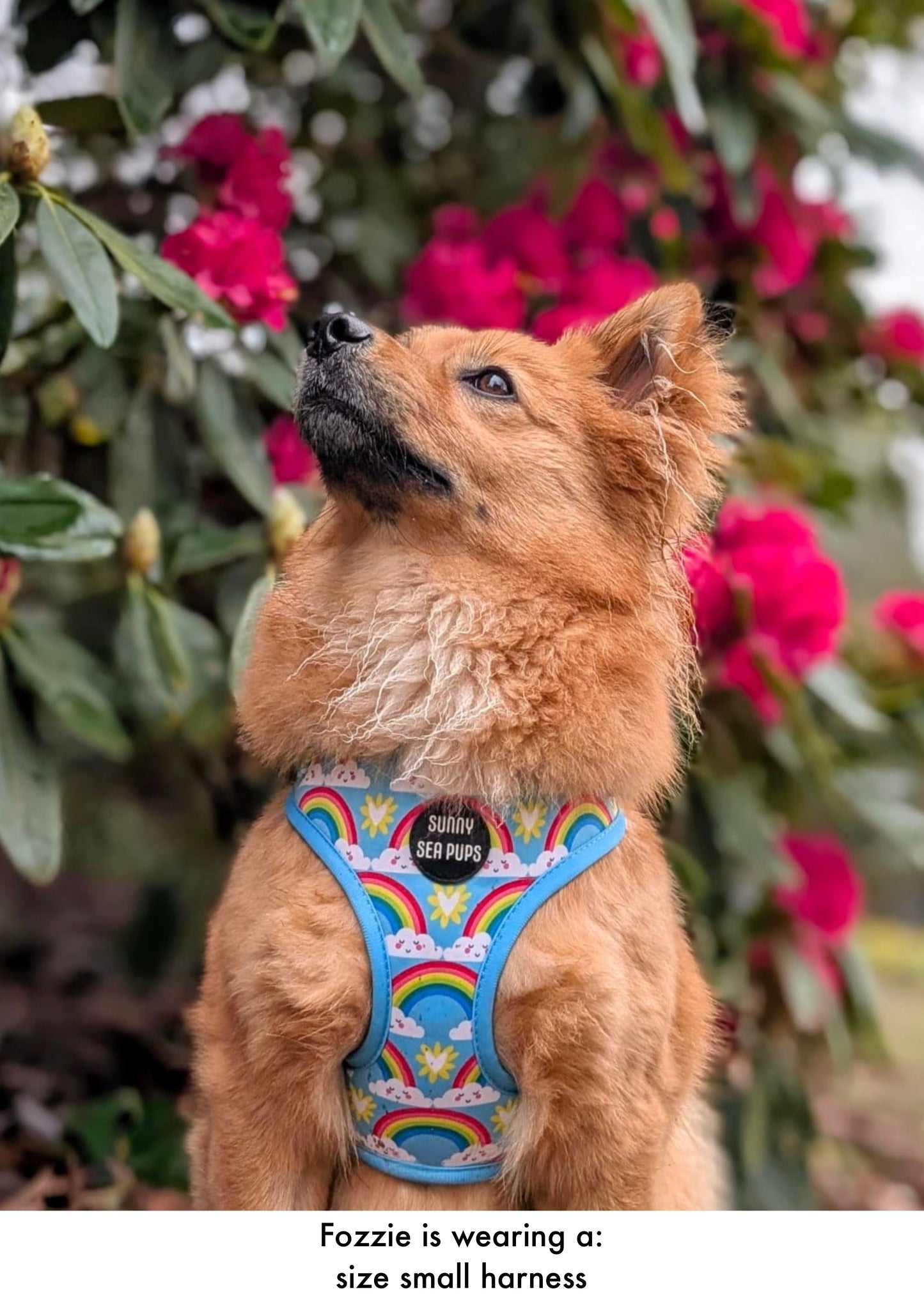 Chasing Rainbows - Adjustable Harness